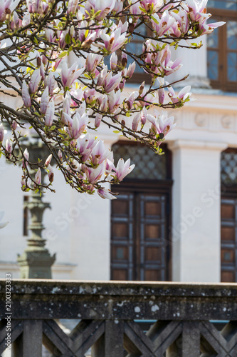 Blooming magnolia branches in front of grand building in Lund Sweden