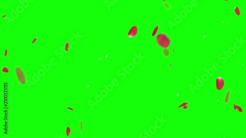 Rose petals fall in a steady motion against a bright green chroma key background.