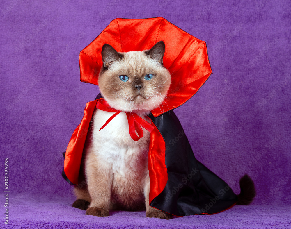 Naklejka premium Funny cat in a black and red cloak. An adorable Color Point British Shorthair cat in a Halloween costume sits on a violet blanket. Halloween concept