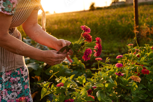 Bild auf Leinwand A person cuts flowers in a garden as the sun sets behind the fields