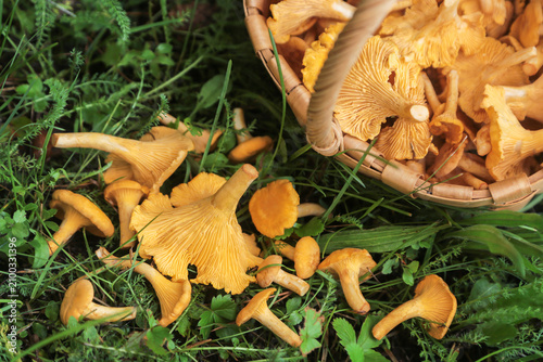 Foto Mushroom chanterelle in basket close up