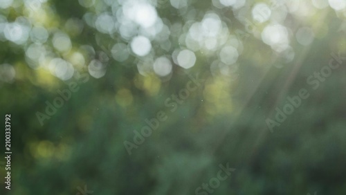 Abstract out of focus blurred green forest background with soft bokeh and warm sunbeams.