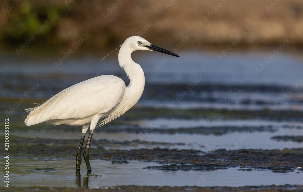 Fototapeta premium Little egret hunting for food in the wetland.