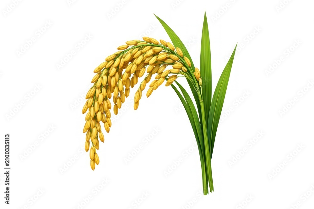 Fototapeta premium Golden rice plant illustration with green leaves