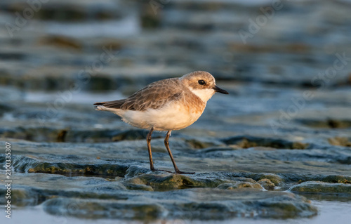 Obraz na plátne A beautiful lesser sand plover standing on the wet sand near the water during breeding season
