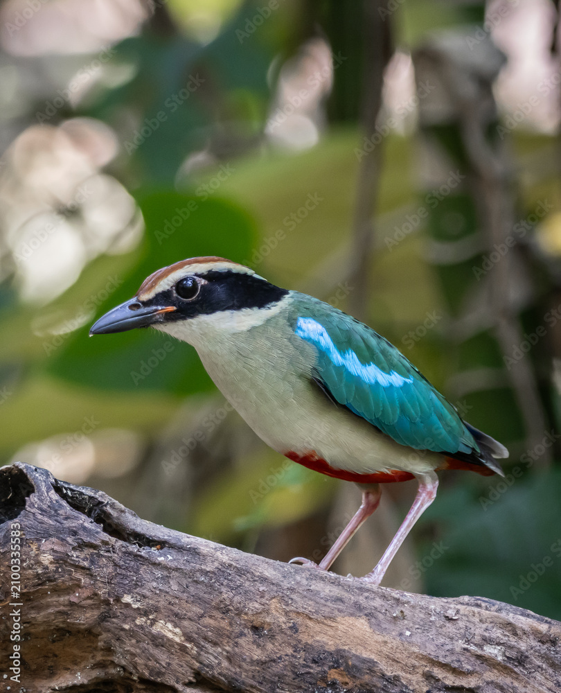 Obraz premium A Vibrant Blue-winged Pitta in the Rainforest.
