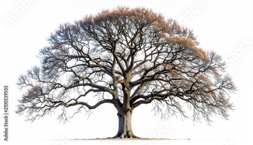 A majestic, ancient tree with bare branches stands in stark contrast against a white background