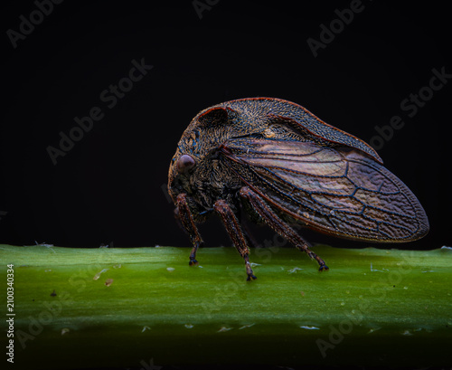 Cicada on a dark background
Macro close up of a cicada resting on a green leaf in the dark.