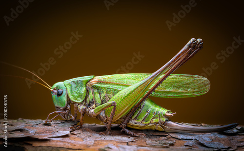 Green Grasshopper
Extreme close-up of a green grasshopper resting on a plant stem, detailed macro.