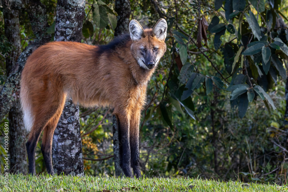 Obraz premium Chrysocyon brachyurus 