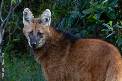 Maned wolf closeup 