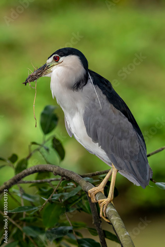 Foto Close up of captive Black-capped Night Heron