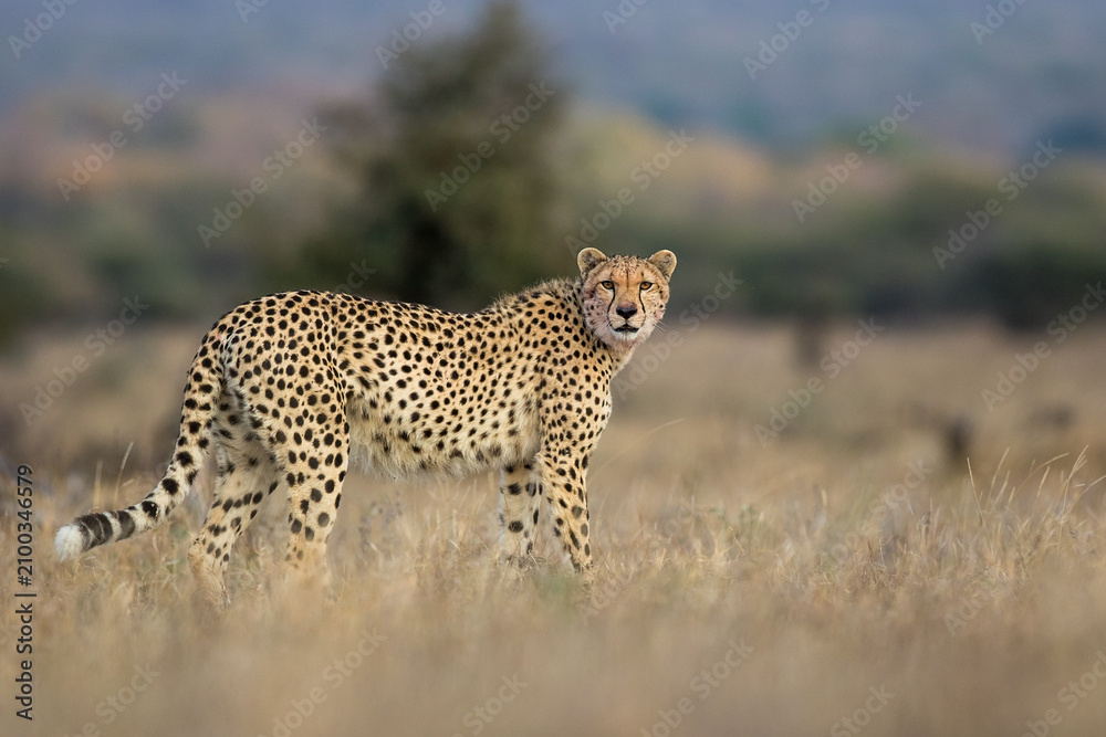 Fototapeta premium cheetah in the savannah