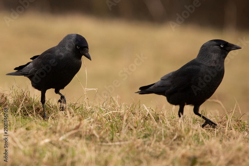 Jackdaws foraging on grass at the Cumbrian Coast in the United Kingdom during daylight hours