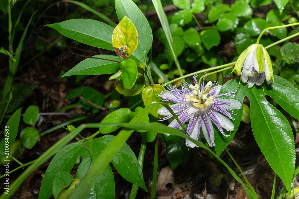 Obraz premium Wild, purple passionflower after a summer rain.