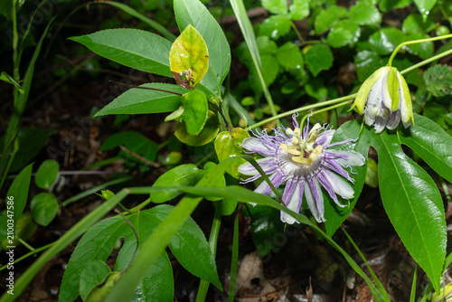 Wild, purple passionflower after a summer rain.