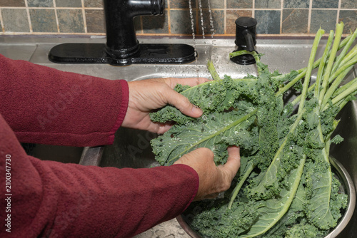 Fotografía Person washing fresh, green, kale, (Brassica oleracea), under running water to prevent cyclosporiasis parasite