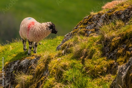 Herdwick lamb navigating rocky terrain in the Lake District in Cumbria, UK during spring