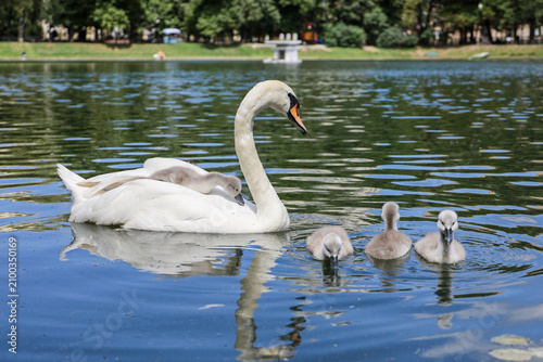 White swan with cygnets on summer lake. Chicks swimming in water