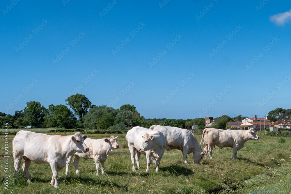 Fototapeta premium Cows graze in grassy field under bright blue sky