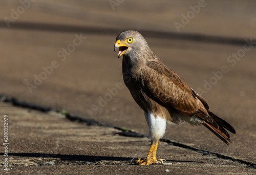 Foto Rufous-winged Buzzard (Butastur liventer) perched on a wood stump with open beak screaming