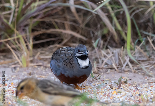 Blue-breasted Quail male standing in natural habitat, Kra Siao Dam, Suphan Buri, Thailand.
