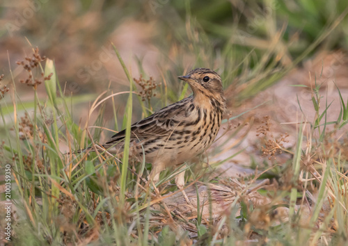 Indochinese Bushlark (Mirafra erythrocephala) perched on grassy ground at Kra Sieo Dam, Suphan Buri, Thailand.