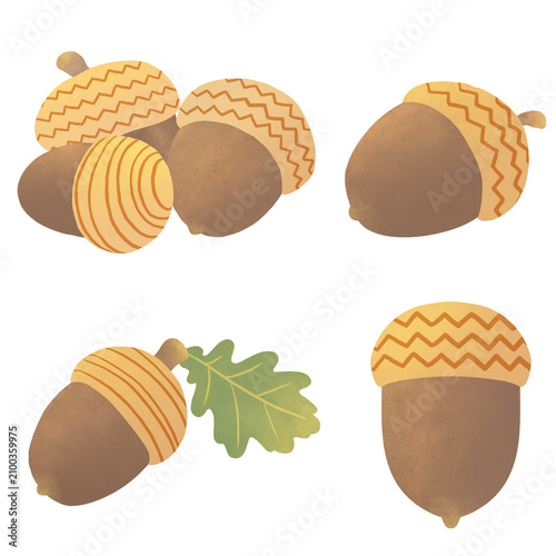 도토리 Acorn illustration