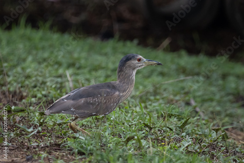 Black-crowned Night Heron in Pathum Thani Rice Research Center, Herons of Pathum Thani, Wading Birds in Thai Wetlands, Birds of Thailand, Rice Paddy Wildlife