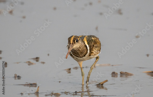Greater Painted-Snipe (Rostratula benghalensis) Foraging in Muddy Field in Pathum Thani, Thailand