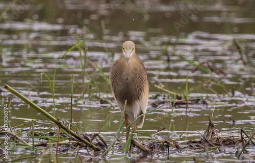 Indian Pond Heron standing in a rice field, Pathum Thani Rice Research Center, Thailand.