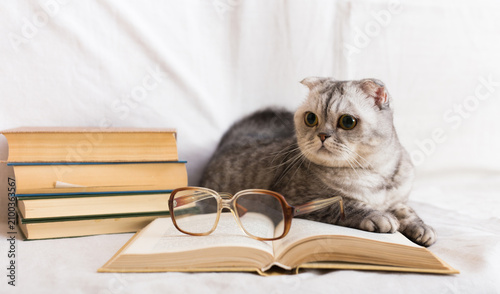 Cute cat plays with glasses and open books close up