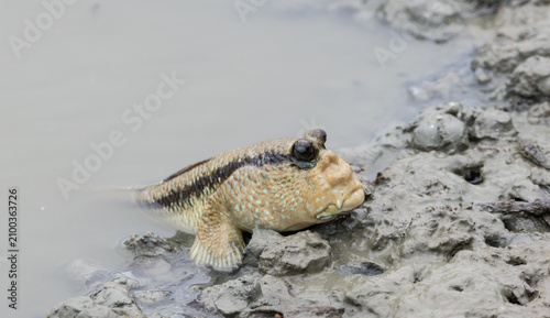 Mudskipper emerging from muddy water in mangrove forest, Chonburi, Thailand