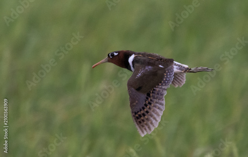 Painted Snipe in Flight over Rice Fields, Pathum Thani Rice Research Center, Thailand