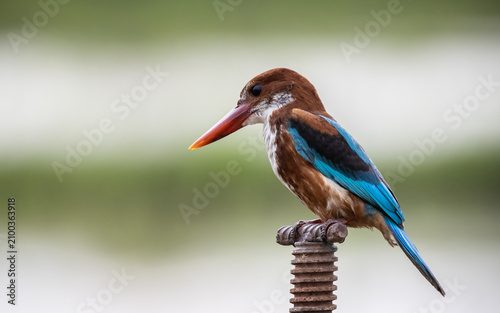 Perched White-throated Kingfisher (Halcyon smyrnensis) at Pathum Thani Rice Research Center, Thailand