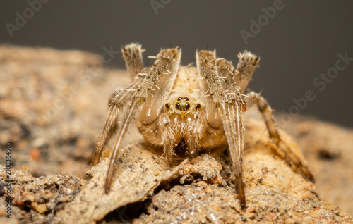 Cross spider in garden macro close up shot.