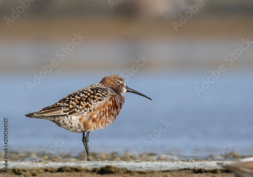 Breeding Plumage Beauty Curlew Sandpiper and Sand Plover in Golden Light.