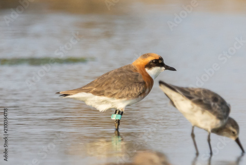 Fotografie A beautiful lesser sand plover standing on the wet sand near the water during breeding season