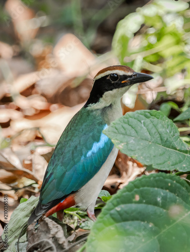 Fairy Pitta (Pitta nympha) foraging on dry leaf litter in its natural forest habitat.