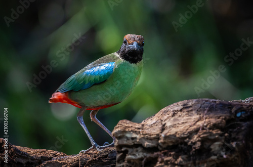 Close-up of a colorful Hooded Pitta bird perching on a log in the wild jungle of Asia.