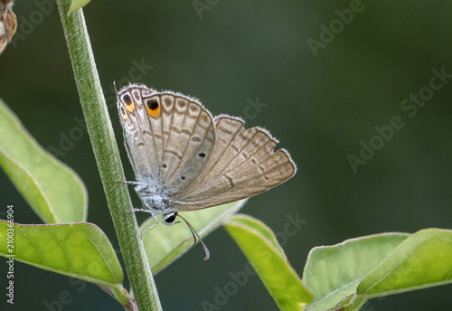 The Peablue Lampides boeticus  (Linnaeus,1767) on the green leaf macro shot.