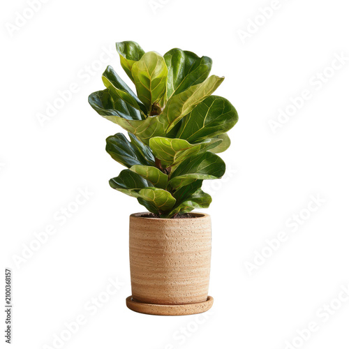 Fiddle leaf fig plant in pot on desk with computer and clock