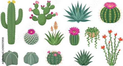Photos Cactus and Succulent Plant Set with Saguaro Aloe Barrel Cactus and Flower Vector