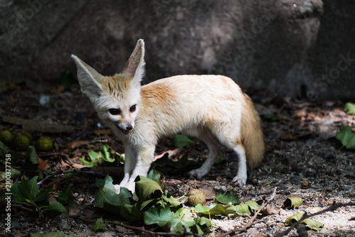 Obraz na płótnie Beautiful fennec fox and fallen berries