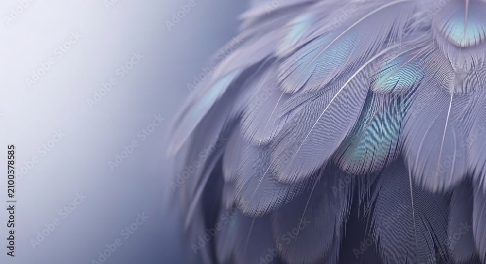 Obraz premium Macro view of soft lavender and blue feather texture, showcasing delicate lines, symbolizing lightness, purity, and tranquility, ideal for serene or natural concepts