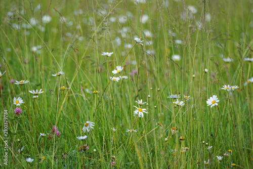 Canvas-taulu Wild daisy flowers blooming in a lush green summer meadow