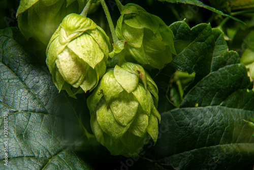 Macro shot of fresh green hop cones on the vine close up