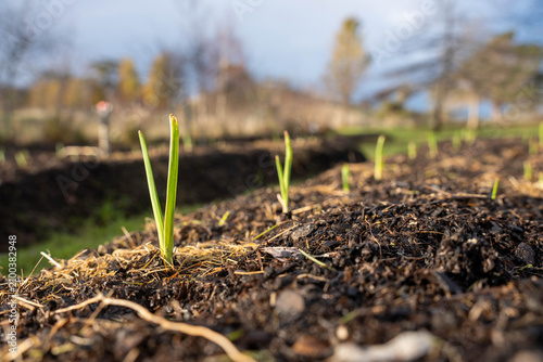 Young garlic crop seedlings sprouting from rich organic soil in a rowed farm market garden