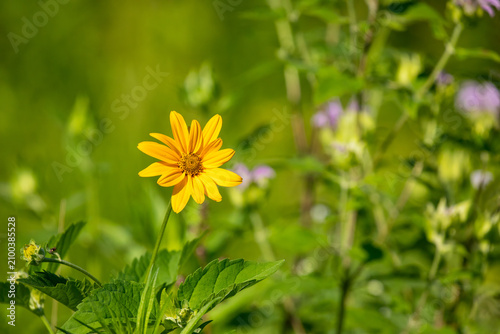 Quadro su tela False Sunflower