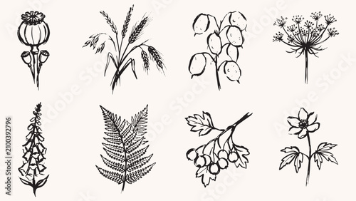 Canvastavla Botanical illustration collection with poppy wheat cotton fennel bellflower fern